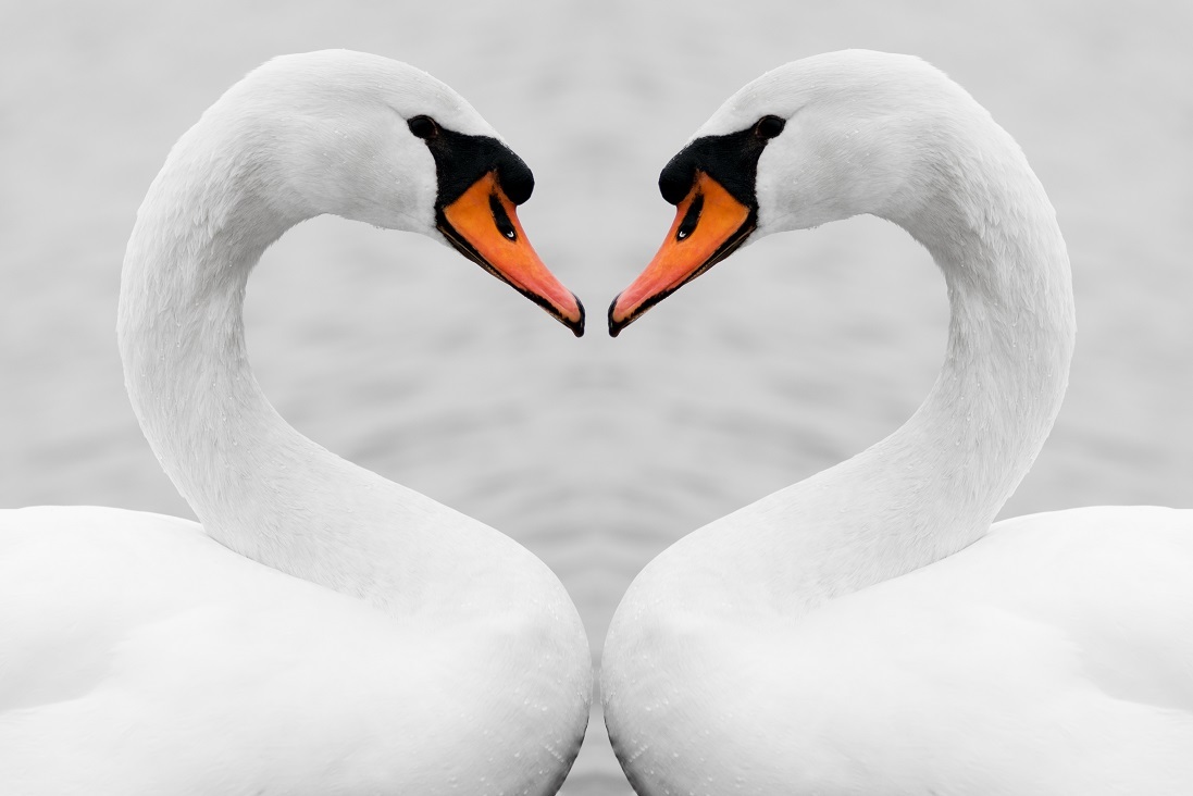 Symmetrical Swans